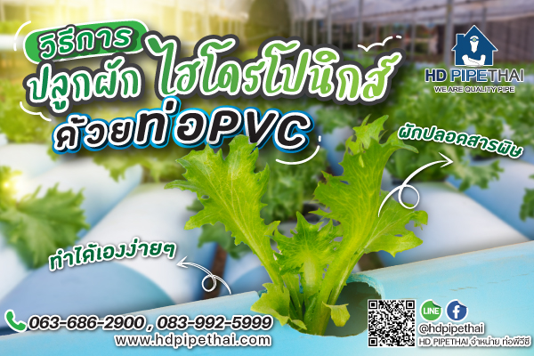 ปลูกผักไฮโดรโปนิกส์ด้วยท่อ-PVC